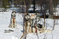 Huskies Erleben